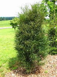 Image result for Frangula alnus Ron Williams