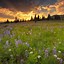 Image result for Spring Wild Flowers iPhone Wallpaper