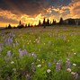 Image result for 1080P Wildflower Wallpaper