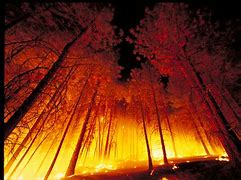 Image result for Wildland Fire at Night