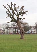 Image result for A Tree That Has Been Pruned