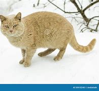 Image result for New Species MarchCat