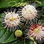 Image result for Weirdest Plants On Earth
