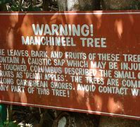 Image result for Manchineel Tree Rash