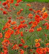 Image result for Geum Fiery Tempest