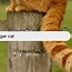 Image result for Ginger Poor Cat