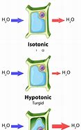 Image result for Osmosis Pharmacology Memory Palace