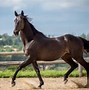Image result for Tiffany Thoroughbred Horse