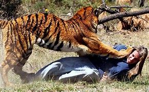 Image result for Tiger Eating People