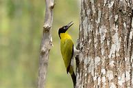 Image result for Picus erythropygius