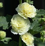 Image result for Alcea rosea double yellow