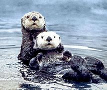 Image result for Otter From Animal House