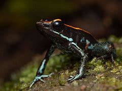 Image result for Poison Frog