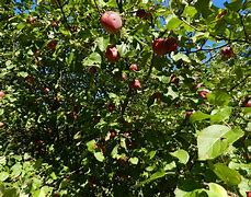 Image result for 5 in One Apple Tree