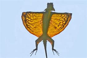 Image result for Dragon Lizard with Wings