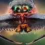 Image result for Insects From the Top