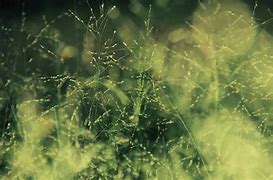 Image result for Nature Texture