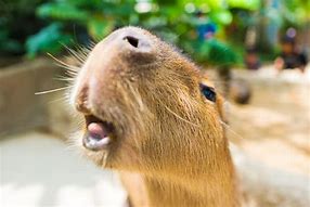 Image result for Capybara