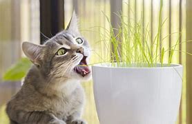 Image result for Cat Eating Catnip