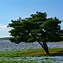 Image result for Realistic Flower Field
