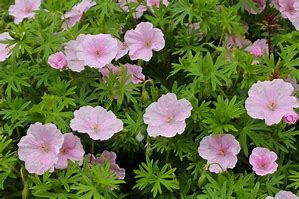 Image result for GERANIUM sanguineum var striatum