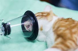 Image result for Anesthesia Cat Funny