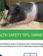 Image result for Swine Flu Epidemic