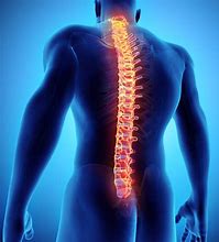 Image result for Anatomy of Spine Vertebrae