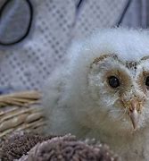 Image result for Real Baby Owls