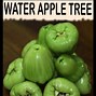 Image result for Water Apple