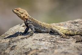 Image result for Brown Lizards in Georgia