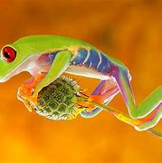 Image result for Free Frog Wallpaper