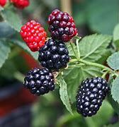 Image result for Fruitless BlackBerry Bush