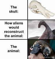 Image result for Animal Skull Meme