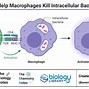 Image result for Macrophage Icon