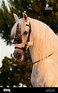 Image result for Grey Andalusian Horse