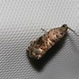 Image result for "codling-moth"