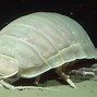 Image result for large isopods face