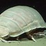Image result for Isopod Face