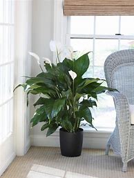 Image result for Indoor Plants No Sunlight