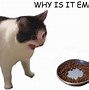 Image result for Sopping Cat Meme
