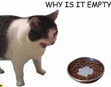 Image result for Cat Wanting Food Meme