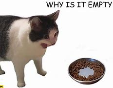 Image result for Cat Memes No Food
