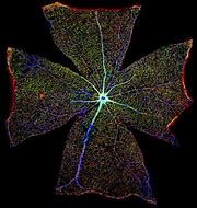 Image result for Astrocytes