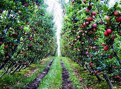 Image result for Fruit Bag Large Orchard