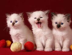 Image result for Cute and Cool Cats
