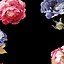 Image result for Dark Floral iPhone Graphic Wallpaper