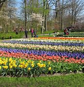 Image result for Holland Flower Festival