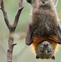 Image result for Fruit Bat Tail