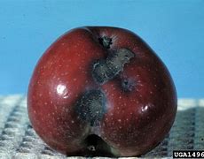 Image result for Apple Scab Fungicides